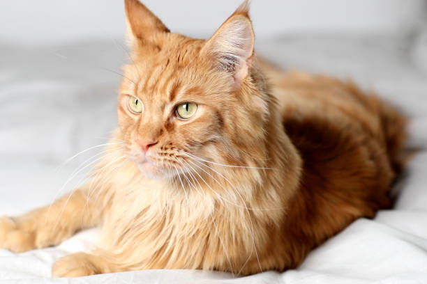 istock Maikun male portrait 1204675414