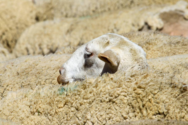 istock Breeding of sheep in a farm 1204676648