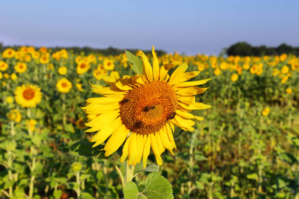 nahaufnahme des sonnenblumenfeldes bei valensole, provence, frankreich - macro close up sunflower france stock-fotos und bilder