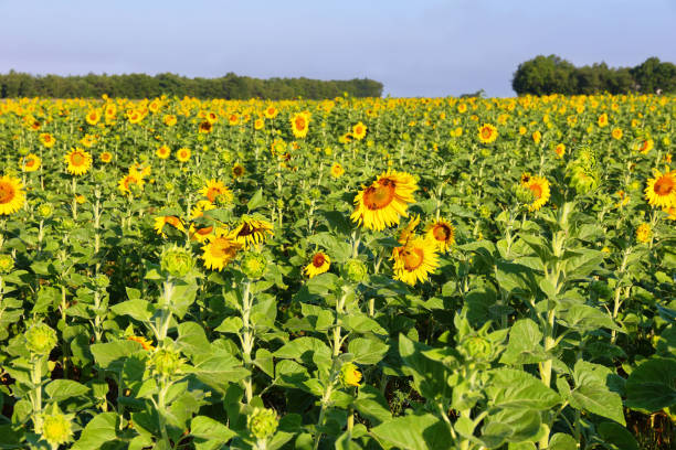 nahaufnahme des sonnenblumenfeldes bei valensole, provence, frankreich - macro close up sunflower france stock-fotos und bilder