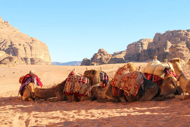 istock Camel caravan rests on the sand in Wadi Rum desert in Jordan 1204677936