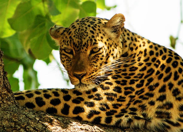 istock Beautiful African Leopard in golden sun resting in a tree 1204678347