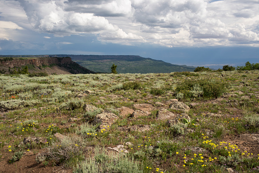 View Point on Grand Mesa National Forest Colorado has over 300 lakes. Wild flowers are in abundance in early summer.