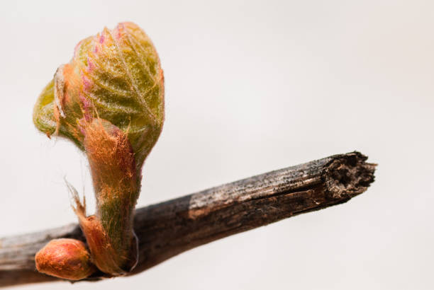 Green buds of a vine. In spring, the stem burns with the sun, the buds are a delicate color of green leaves. Close-up, shallow depth of field.