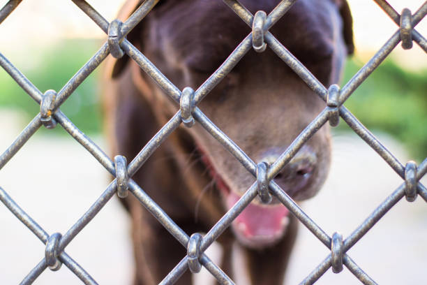 dog behind bars. brown labrador is waiting for the owner. the idea of protecting animals and taking care of pets