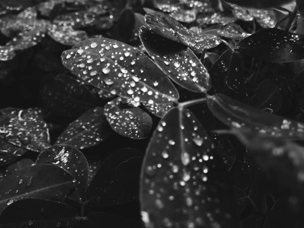istock Detail of raindrops on leaves 1204682319