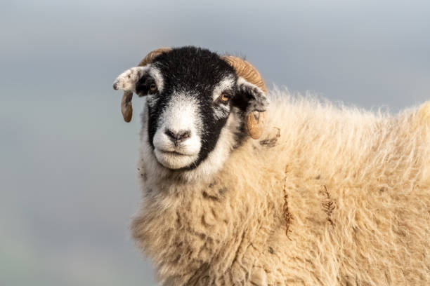 istock Head Portrait of a Sheep on Ilkley Moor 1204683468