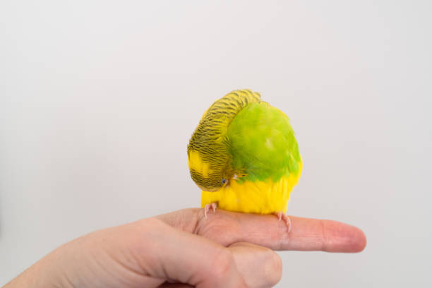 istock Cute yellow and green budgerigar sitting on a finger preening herself but looking like she is hiding or falling to sleep. 1204684875