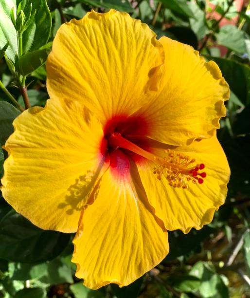 istock Yellow Hibiscus Flower 1204685877