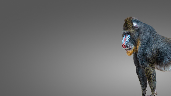 Portrait of big colorful and curious African mandrill, an alpha male at smooth gradient grey background as a banner with paste space, closeup, details