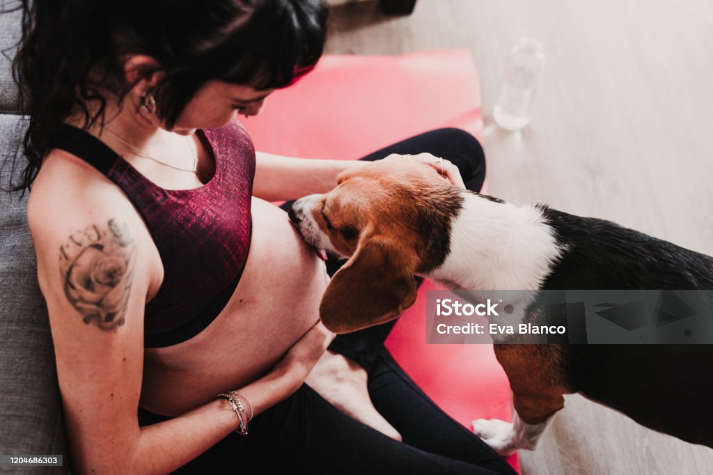 young pregnant woman at home practicing yoga sport. cute beagle dog besides licking belly Pregnant Stock Photo