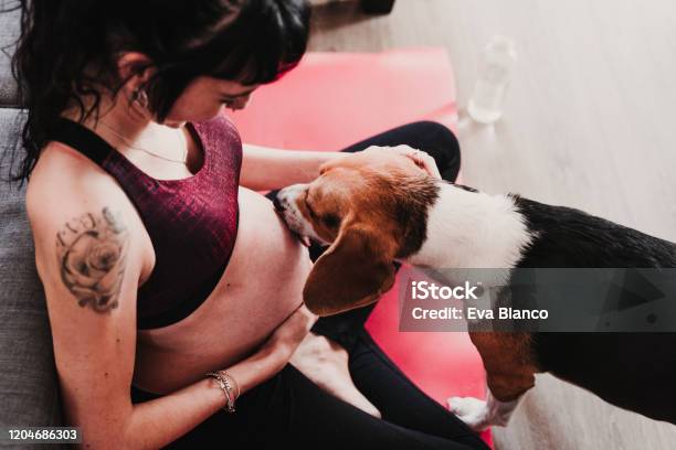 Young Pregnant Woman At Home Practicing Yoga Sport Cute Beagle Dog Besides Licking Belly Stock Photo - Download Image Now