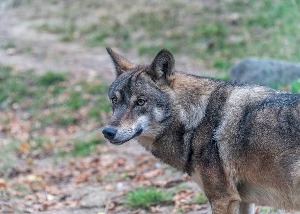 portrait d’un loup gris (canis lupus). - louveteau gris photos et images de collection