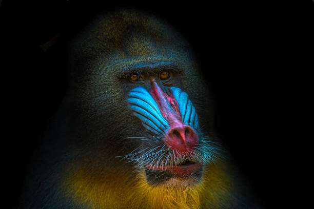 Portrait of African mandrill in the open resort Portrait of African mandrill in the open resort, close up mandrill photos stock pictures, royalty-free photos & images