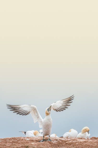 istock Cover with lovely nature awakening, wild North Atlantic gannet at smooth gradient background and direct light, copy space 1204689226
