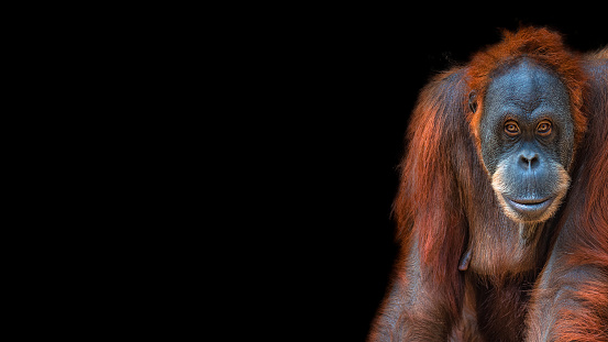 Banner con retrato de orangután asiático colorido divertido en fondo negro con espacio de copia para texto, adulto, detalles photo