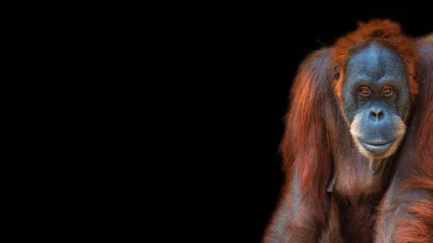 Banner with portrait of funny colorful Asian orangutan at black background with copy space for text