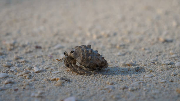 istock A small clam crawls on the sand in a shell 1204690475
