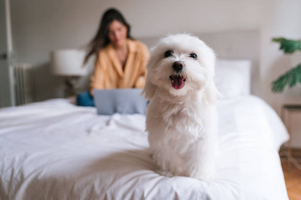 beautiful woman working on laptop at home on bed. Cute small maltese dog besides. Lifestyle beautiful woman working on laptop at home on bed. Cute small maltese dog besides. Lifestyle maltese dog stock pictures, royalty-free photos & images