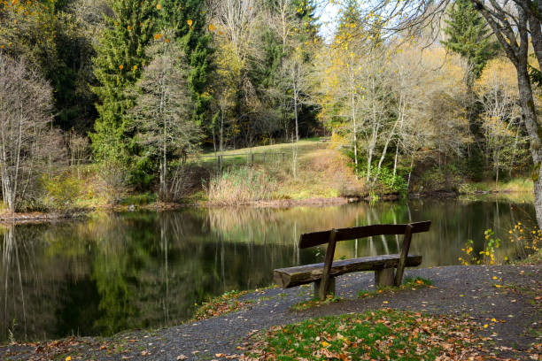 istock Empty wooden bench on a small lake in a forest 1204692156