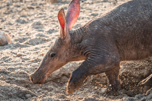 aardvark anteater scava nel kalahari in namibia - oritteropo foto e immagini stock