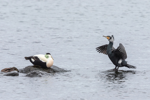 Male common eider resting on a rock and great cormorant drying its feathers.