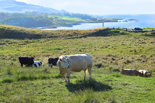 White and black cows graze in a meadow against the background of hills by the sea. Rennesoy, Rogaland, Norway Nikon D5300