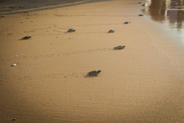 istock Loggerhead Turtles head to the sea 1204696213