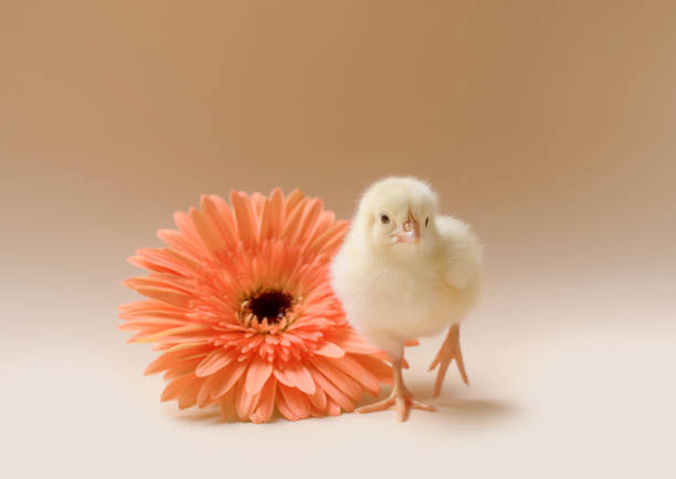 obraz noworodka puszystego raczkującego kurczaka na tle kwiatu gerbera. - baby chicken young bird chicken human hand zdjęcia i obrazy z banku zdjęć