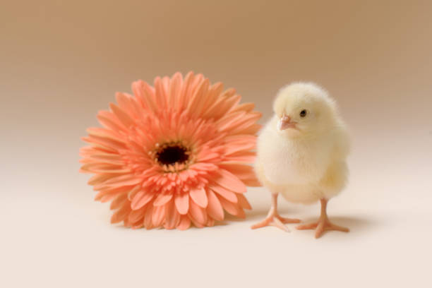 immagine di un pollo appena nato e soffici sullo sfondo di un fiore di gerbera. - baby chicken human hand young bird bird foto e immagini stock