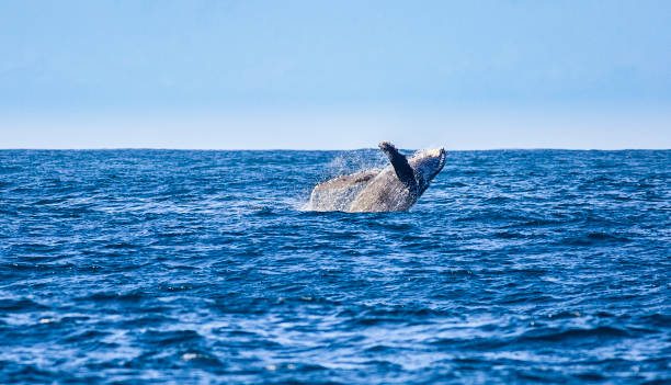istock Humpback Whale Breaching in Na Pali Coast of Kauai, Hawaii 1204696708