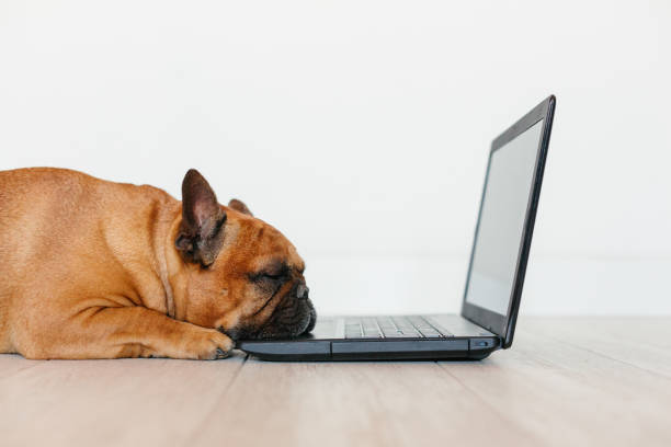 cute brown french bulldog working on laptop at home and feeling tired. Pets indoors, lifestyle and technology concept stock photo