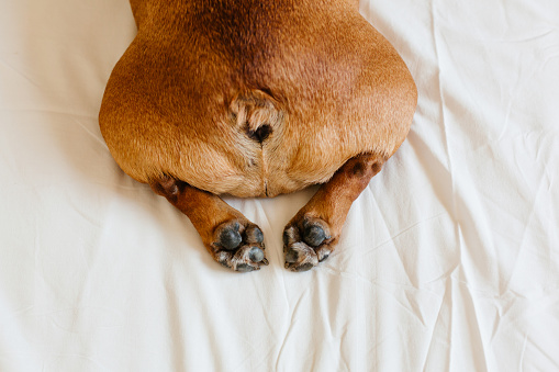 vista superior de divertido bulldog francés bum. Perro acostado en la cama un relajante. Durante el día y el estilo de vida en interiores photo
