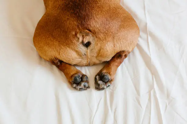top view of funny french bulldog bum. Dog lying on bed an relaxing. Daytime and lifestyle indoors