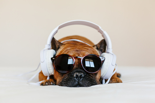 lindo bulldog francés marrón sentado en la cama en casa y mirando a la cámara. Perro divertido escuchando música en auriculares blancos. Animales domésticos interiores y estilo de vida. Tecnología y música photo