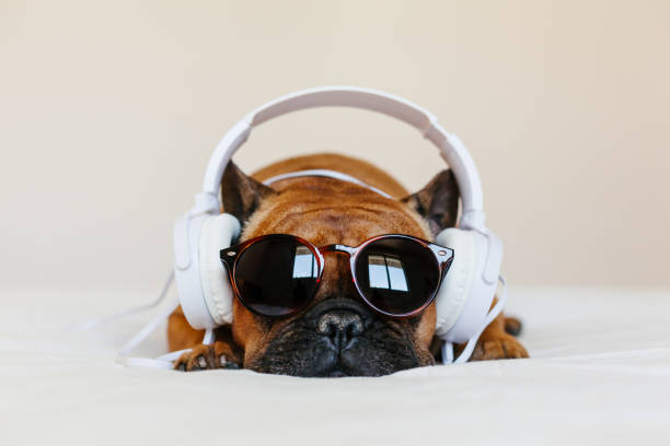cute brązowy buldog francuski siedzi na łóżku w domu i patrząc na aparat. zabawny pies słuchając muzyki na białym zestawie słuchawkowym. zwierzęta domowe w pomieszczeniu i stylu życia. technologia i muzyka - modern home audio zdjęcia i obrazy z banku zdjęć