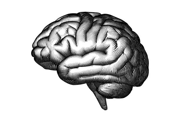 Black woodcut drawing brain isolated on white BG Monochrome engraved vintage drawing human brain in side view with woodcut print style illustration isolated on white background cerebellum illustrations stock illustrations