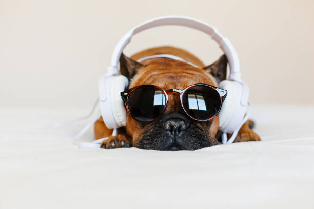 cute brown french bulldog sitting on the bed at home and looking at the camera. funny dog listening to music on white headset. pets indoors and lifestyle. technology and music - white dog audio imagens e fotografias de stock