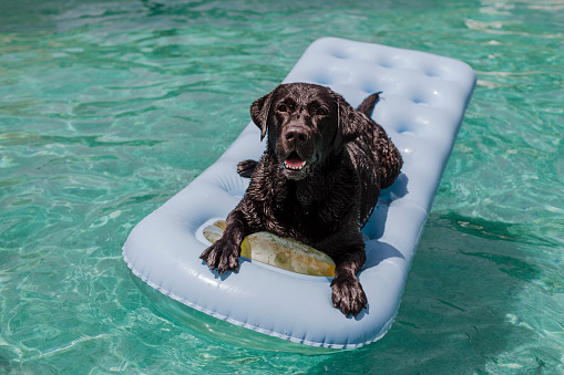 funny black labrador lying on an inflatable pad and relaxing at the swimming pool. Holidays, relax and vacation with dogs concept