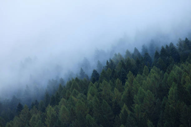 istock Mysterious Foggy Pine Forest at Morning 1204700234