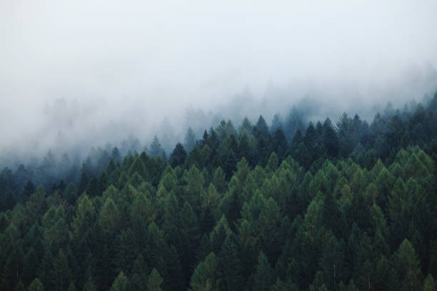 istock Mysterious Foggy Pine Forest at Morning 1204701003