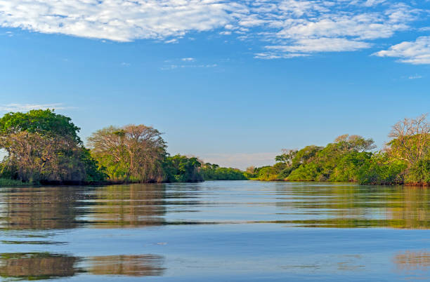 istock Evening Light in the Pantanal 1204701121