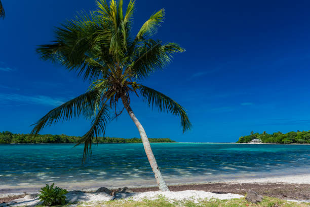 istock Palm trees on a tropical beach, Vanuatu, Erakor Island, Efate 1204701529