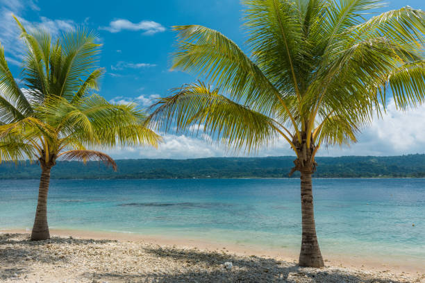 istock Beach with palm trees, tropical Efate island, Vanuatu 1204702107