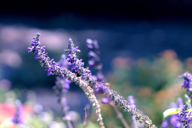 istock Macro of Garden lavender blowing in wind 1204703538
