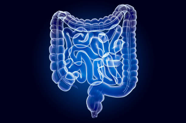 Human intestines, x-ray hologram. 3D rendering on dark blue background Human intestines, x-ray hologram. 3D rendering on dark blue background human intestine stock pictures, royalty-free photos & images