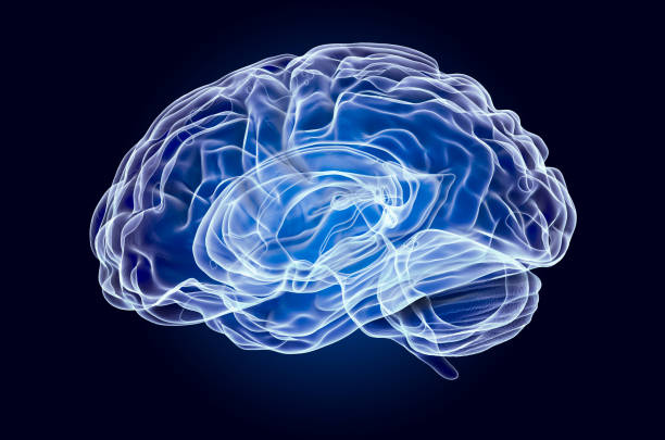istock Human Brain, x-ray hologram. 3D rendering on dark blue background 1204703705
