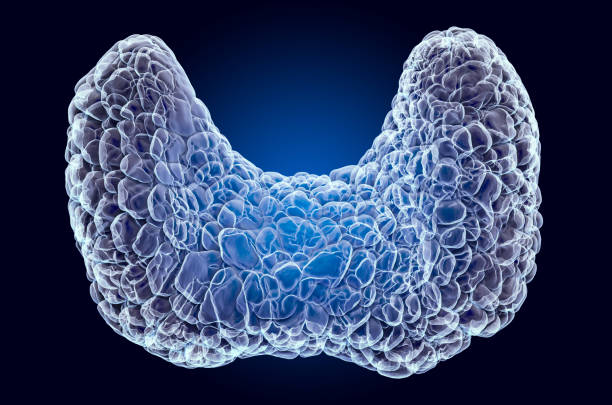 Human thyroid, x-ray hologram. 3D rendering on dark blue background