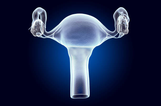 utero femminile, ologramma a raggi x. rendering 3d su sfondo blu scuro - vagina uterus human fertility x ray image foto e immagini stock