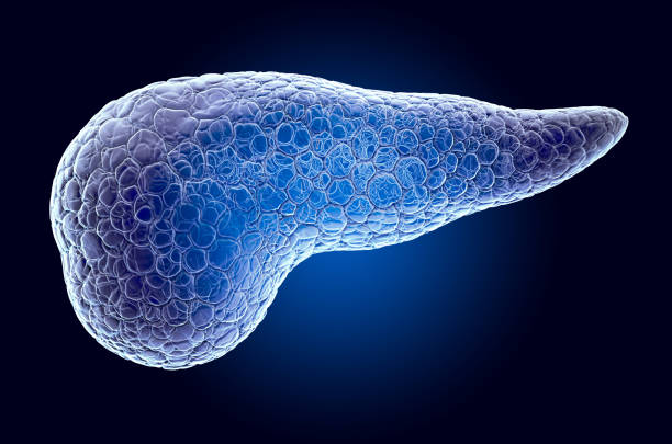 istock Pancreas, x-ray hologram. 3D rendering on dark blue background 1204704269